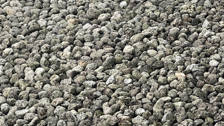 Pumice stone mulch.