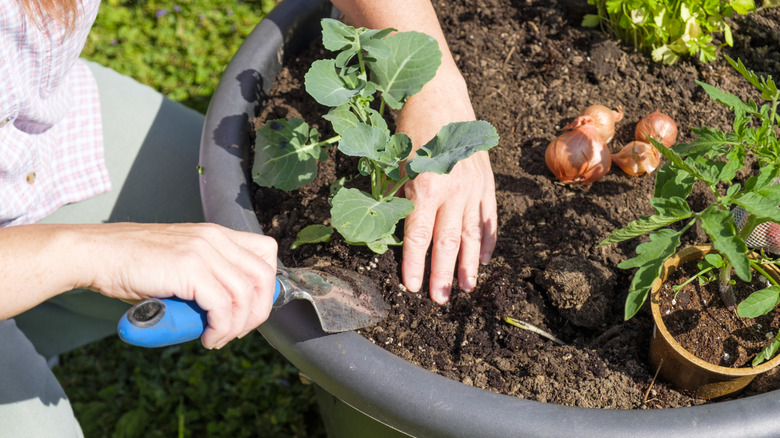 A gardener planting vegetable seedlings into a large plastic traditional planter