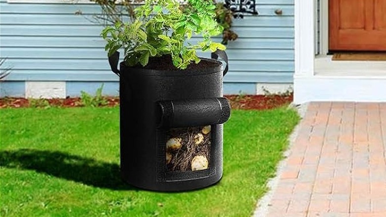 One of the grow bags with potato plants and the flap rolled up to show the tubers