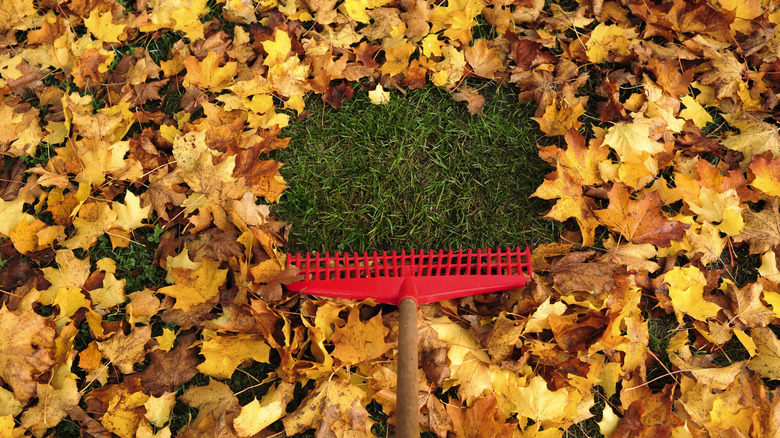 Rake collecting thick blanket of leaves