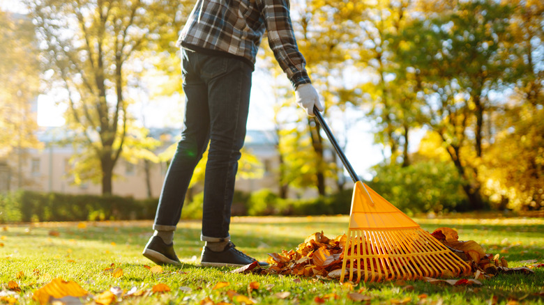 Person using a yellow rake to gather a pile of dead leaves in a field.