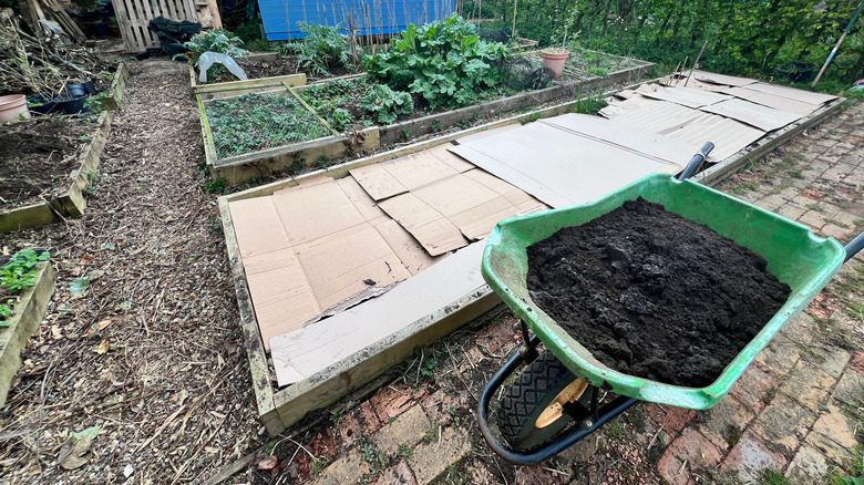 A raised garden bed covered in cardboard next to a wheelbarrow full of soil