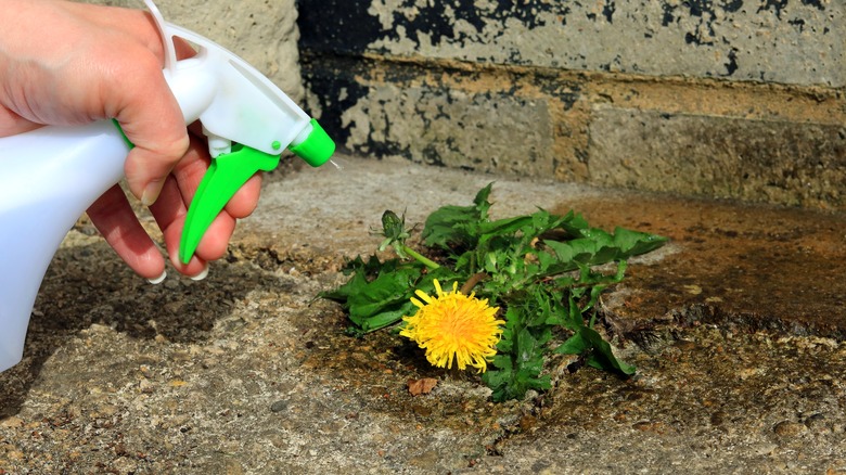 Spraying a dandelion with herbicide