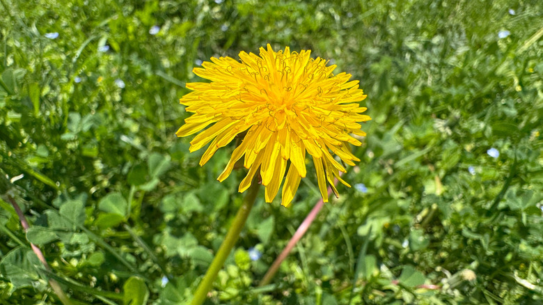 A dandelion in the middle of a patch of grass