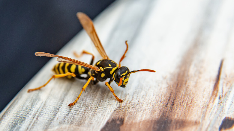 Close up of a wasp on a wood beam