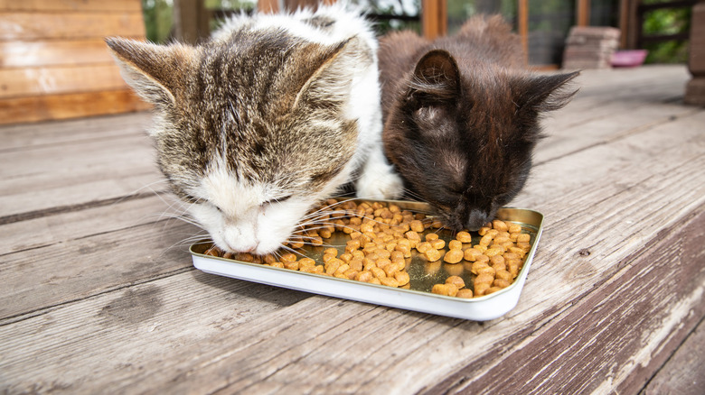 Two cats eating from a tray with pet kibble outdoors.
