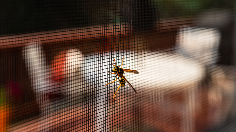 Wasp on screen door by patio