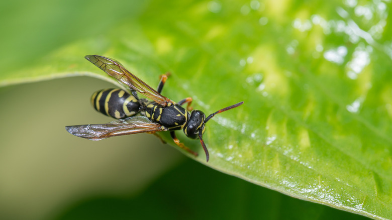 Close up of a wasp on a leaf