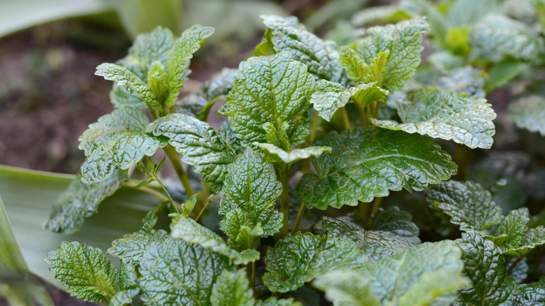 Close up of lemon balm leaves