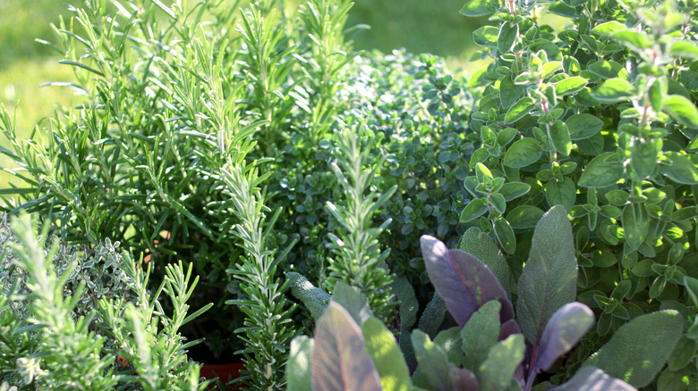Garden bed with rosemary, thyme, other herbs