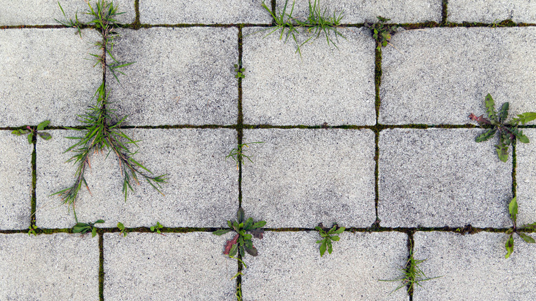 Weeds growing in cracks between pavers