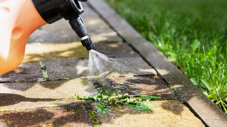 Spraying weeds growing through a crack in the sidewalk