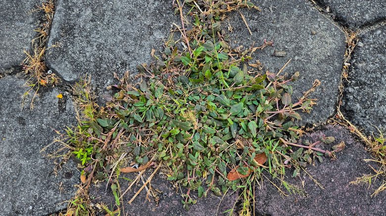 weeds growing through cracks in a sidewalk