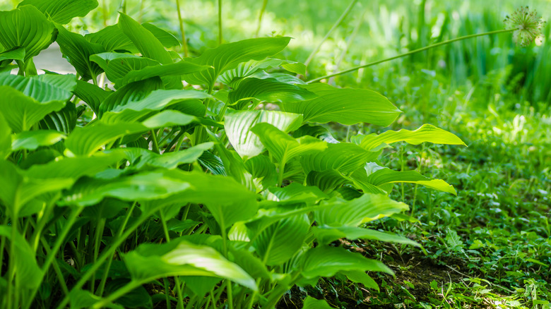 Bright green leaves of Hosta clausa growing in a garden
