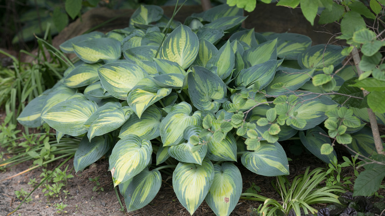 Hosta plant growing in a garden