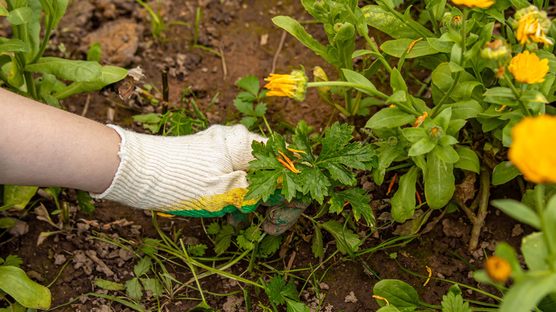 Gloved hand pulling out weeds from a flower bed