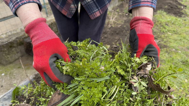 gloved hands holding weeds in yard