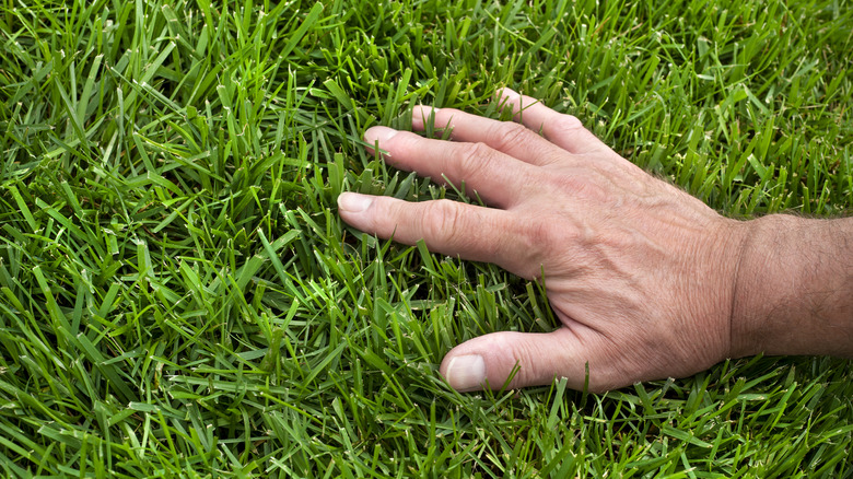 Hand touching a healthy green lawn