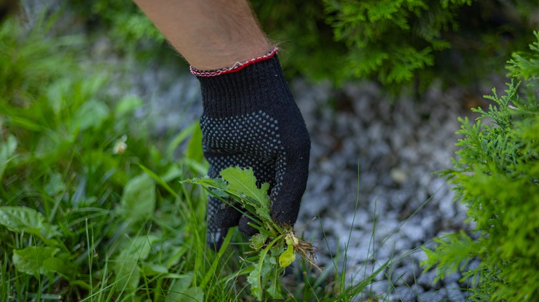 Gloved hand pulling weeds from grass