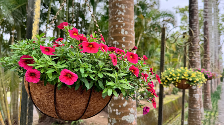 Million Bells calibrachoa in a hanging basket
