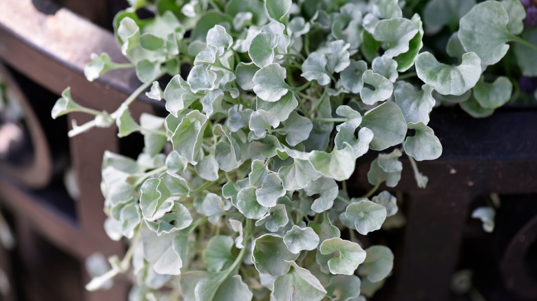 Dichondra trailing out of a container