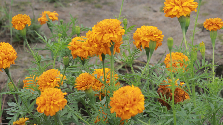 Mexican marigolds blooming in a garden bed