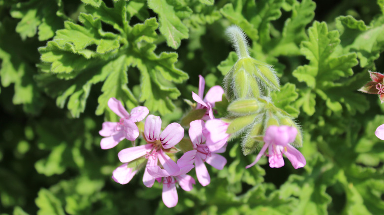 Scented geranium with pink flowers and curled leaves
