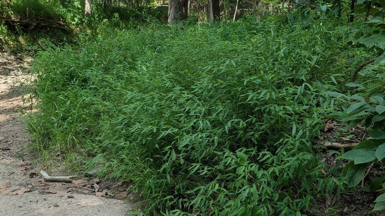 Japanese stiltgrass growing in a thick patch next to a sidewalk