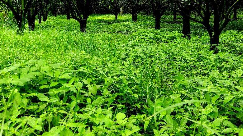 Japanese stiltgrass in thick patches amongst other plants and trees