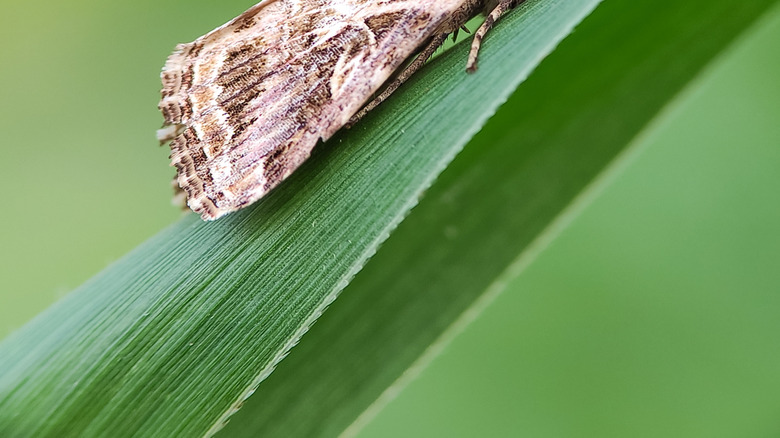 An Egyptian cotton moth rests on a leaf.