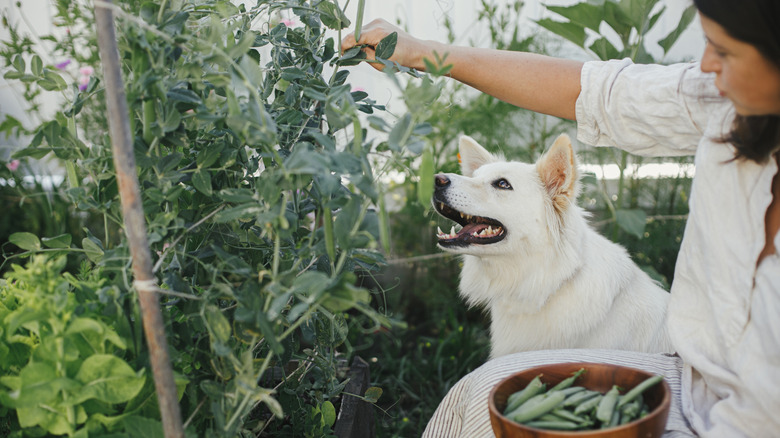 A gardener harvests peas from her garden while her dog sits next to her.