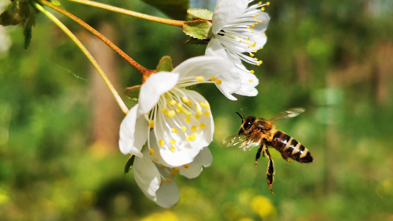 A bee hovers near a blooming flower.