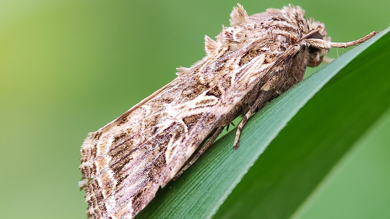 An Egyptian cotton moth rests on a leaf.