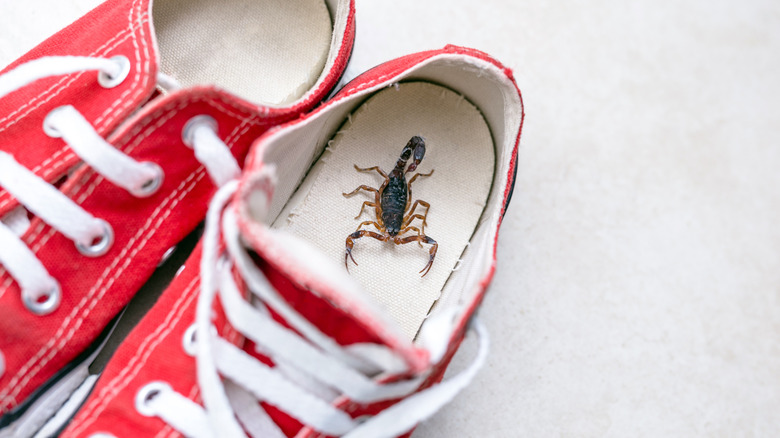 A scorpion sits inside a red tennis shoe
