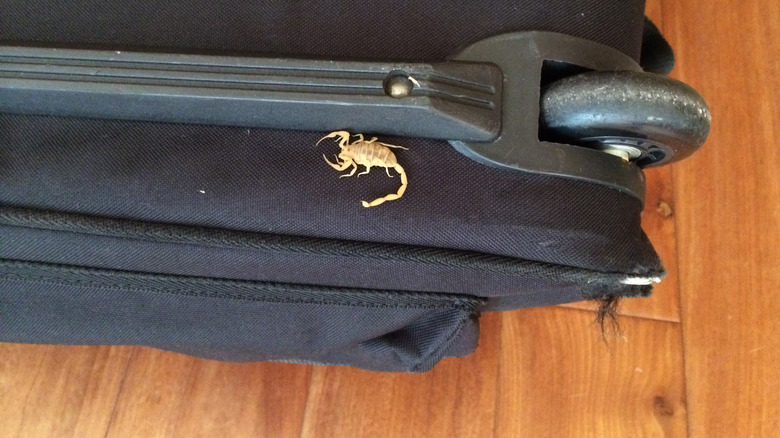 An Arizona bark scorpion crawls on a black suitcase