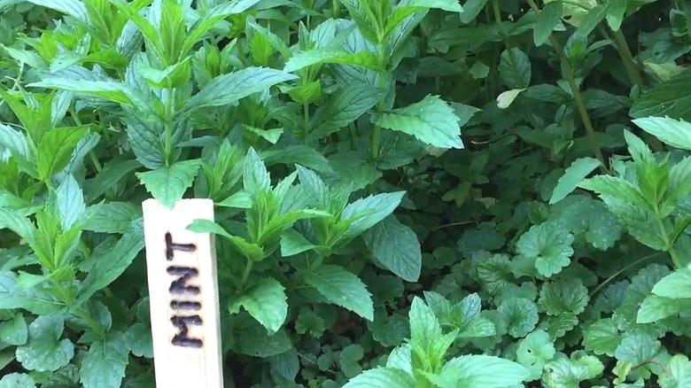 Simple wood plant marker with the word "mint" burnt onto in displayed in front of mint plants