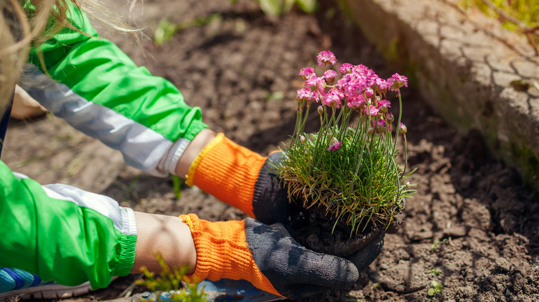 Woman planting sea thrift