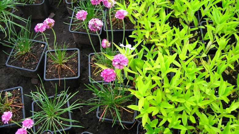 Sea thrift in grow pots