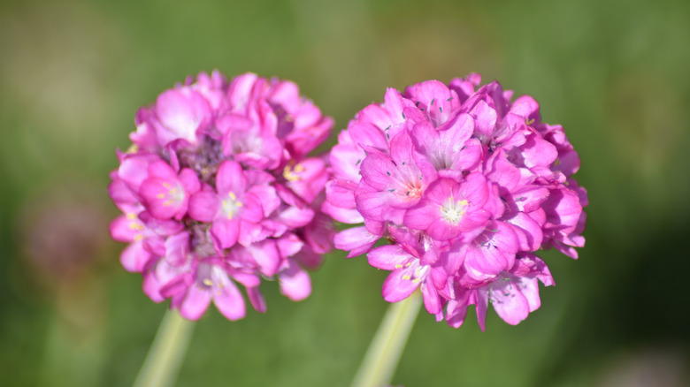 Two pink sea thrift flowers