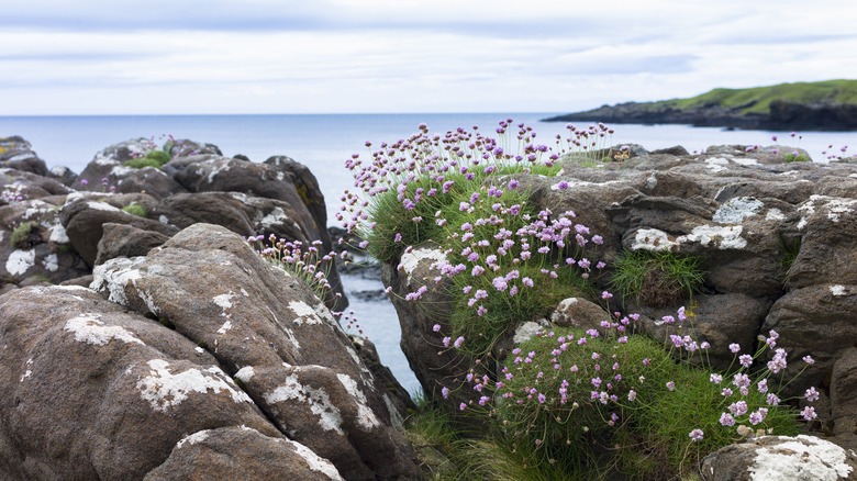Sea thrift on a cliff