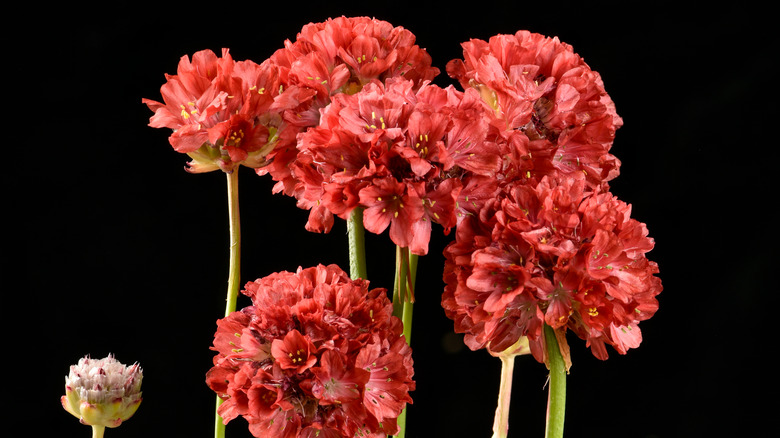 Pale pink sea thrift