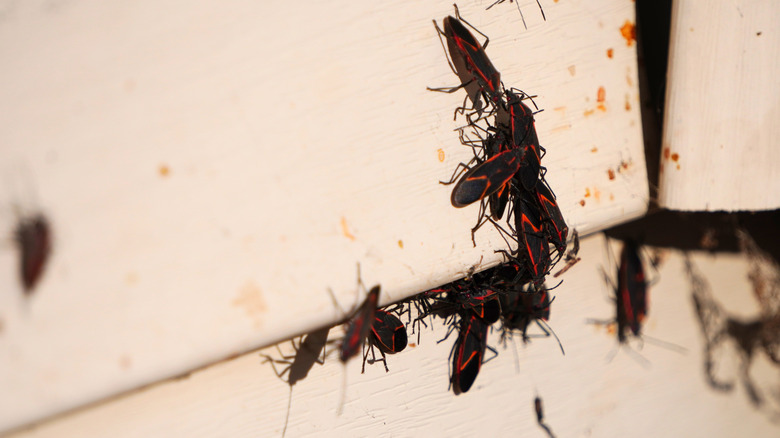 A cluster of boxelder bugs clinging to the walls of a house
