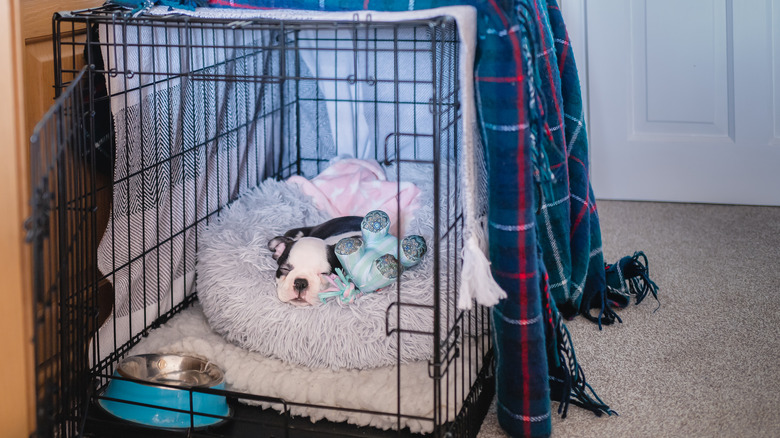 puppy in crate on bed