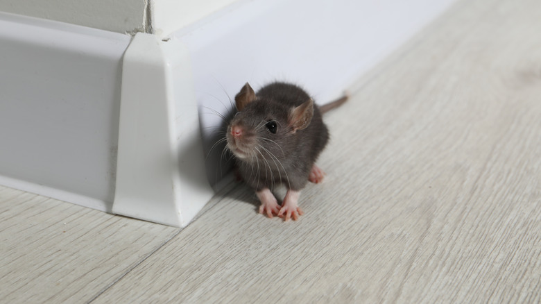 Mouse on floor near baseboard indoors