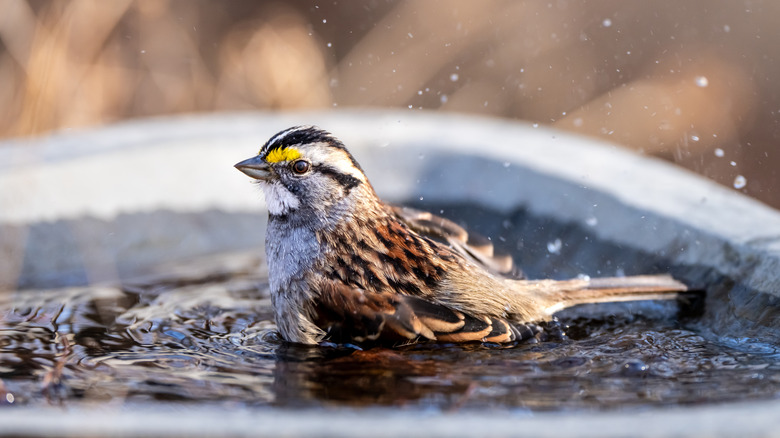 A bird sitting in a bird bath