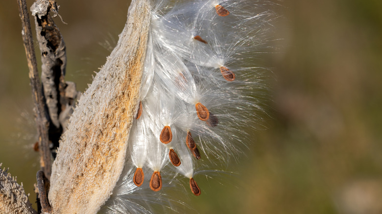 Milkweed seeds float from a pod