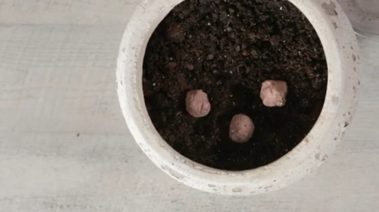 Seed bombs sitting in a pot of dirt
