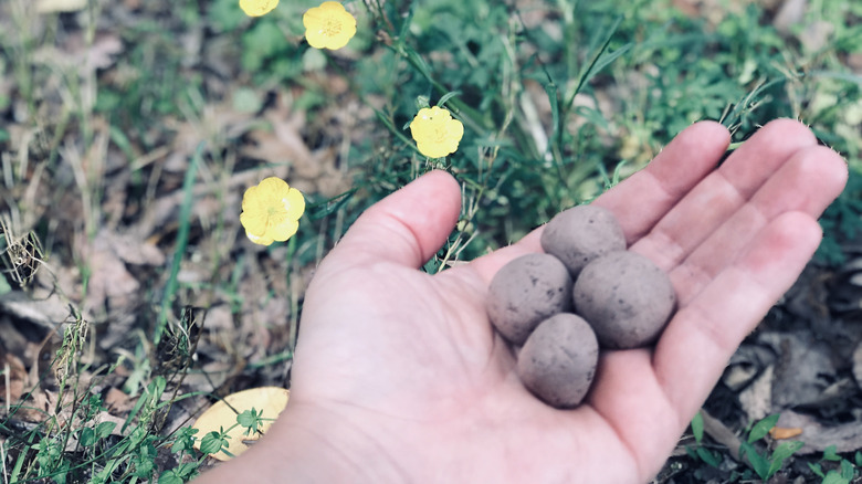 Seed bombs in a persons hand