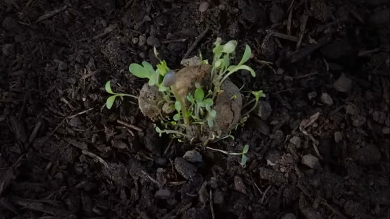 Time-lapse photography of a seed ball blooming