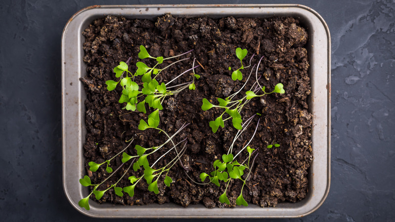 Leggy seedlings growing in tray